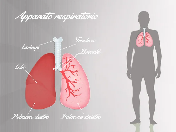 Sistema respiratorio — Foto Stock