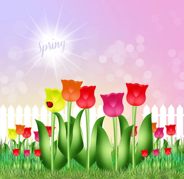 Campo de tulipanes — Foto de Stock