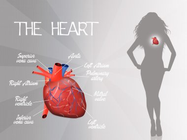 Anatomy of the human heart clipart