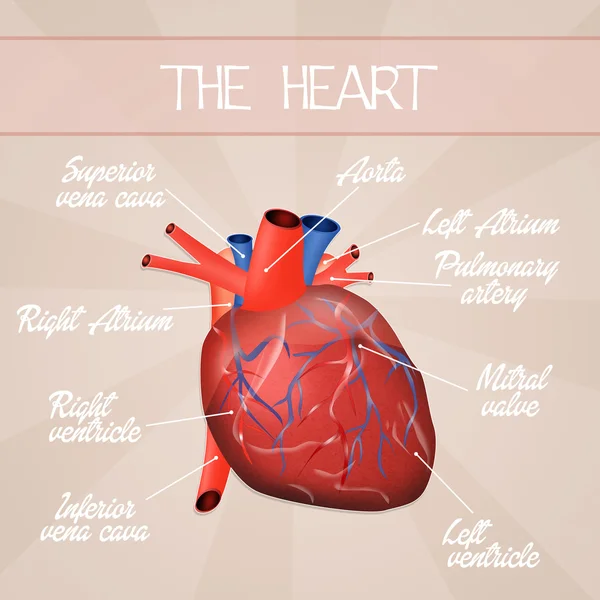 Cardiovasculaire systeem — Stockfoto