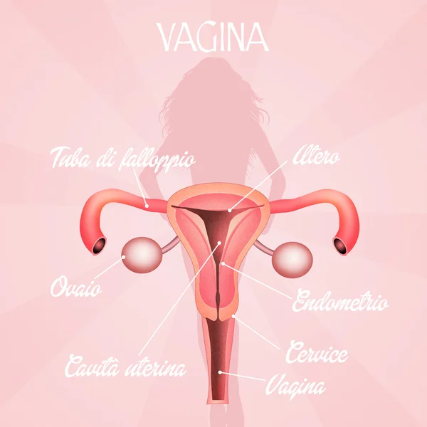 Vagina — Fotografia de Stock