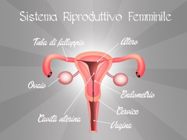 kadın üreme sistemi