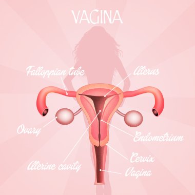 Vagina clipart