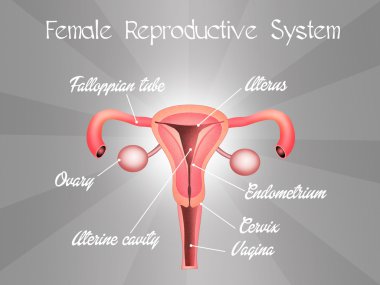 Female reproductive system clipart