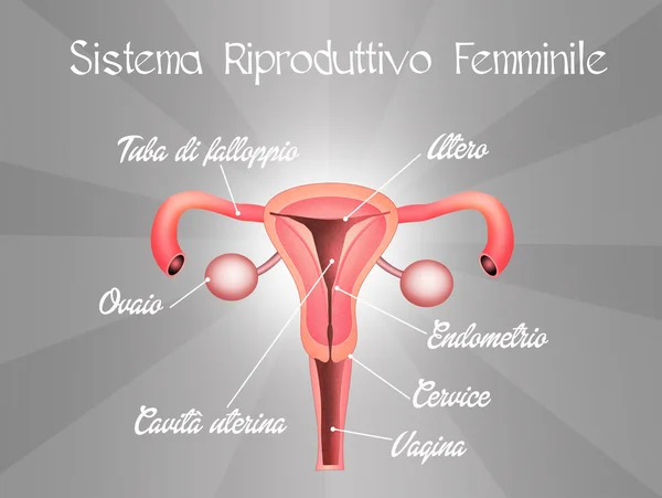 Sistema riproduttivo femminile — Foto Stock