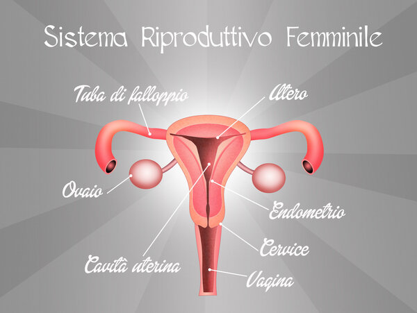 Female reproductive system