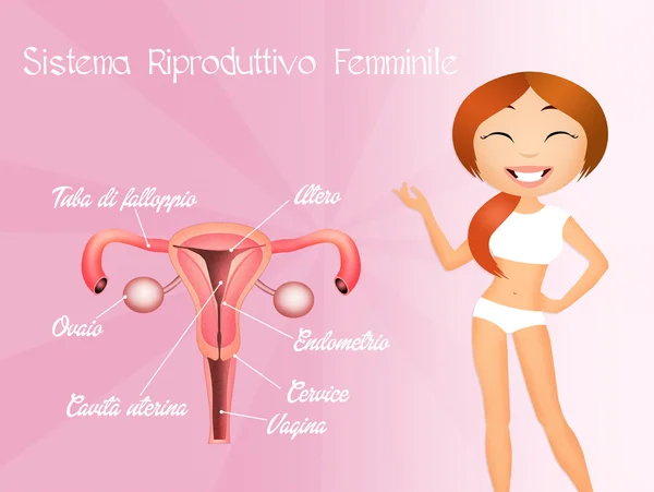 Sistema riproduttivo femminile — Foto Stock