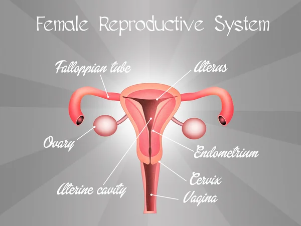 Female reproductive system — Stock Photo, Image