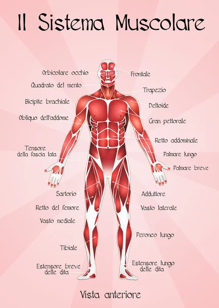 O sistema muscular — Fotografia de Stock