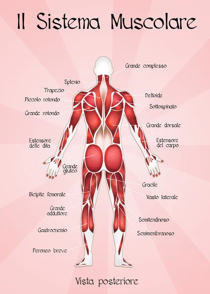 O sistema muscular — Fotografia de Stock
