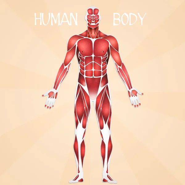 Human body — Stock Photo, Image