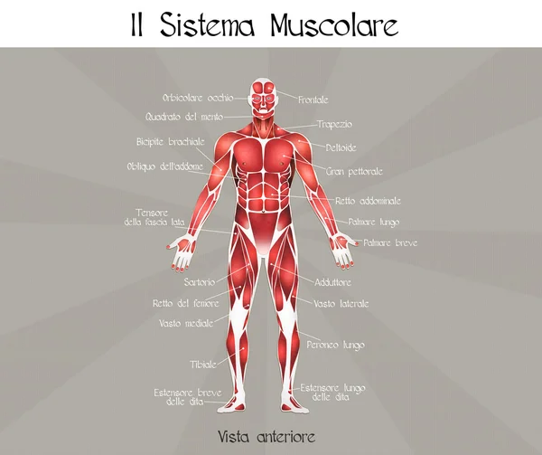 肌肉系统 — 图库照片