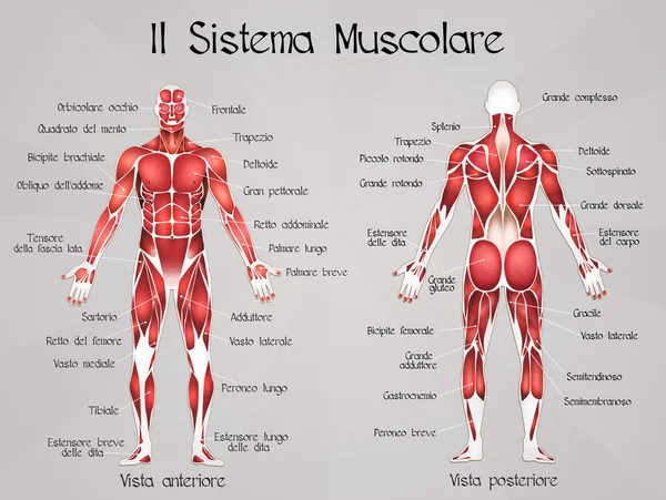 The muscular system — Stock Photo, Image