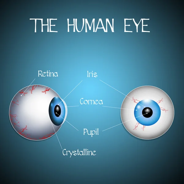 人間の目 — ストック写真