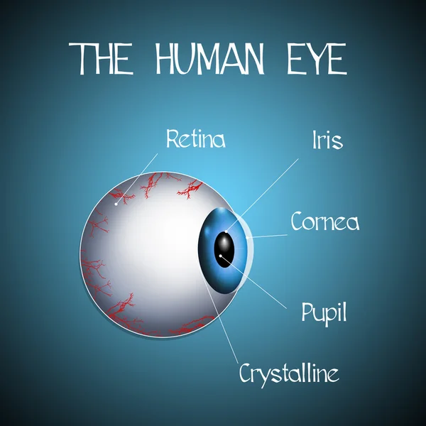 El ojo humano —  Fotos de Stock