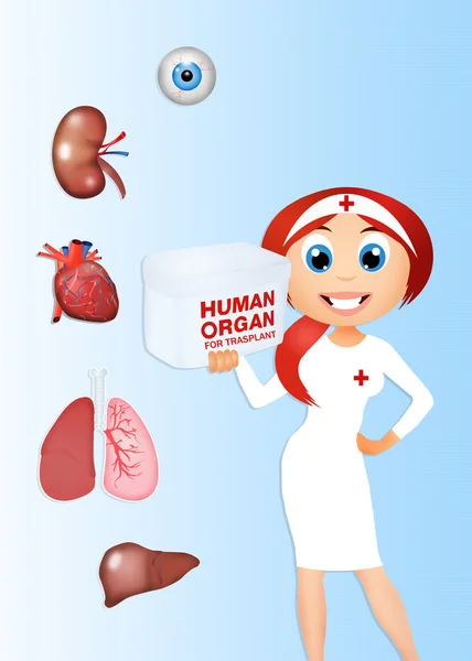 Organ donor for trasplant — Stock Photo, Image