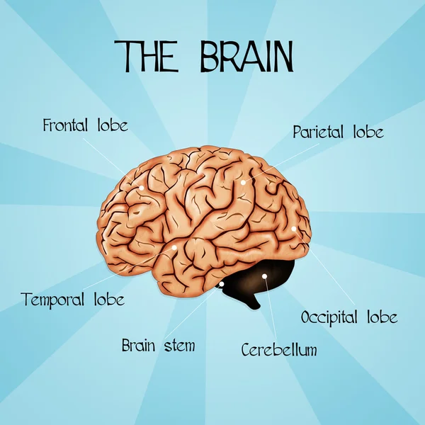 Cerebro humano —  Fotos de Stock