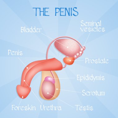 penis