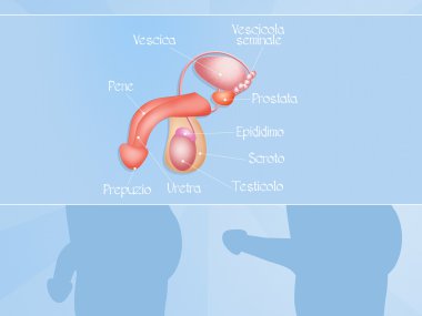 Male reproductive system clipart