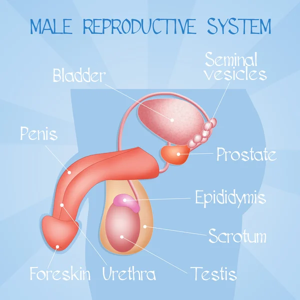 Male reproductive system — Stock Photo, Image