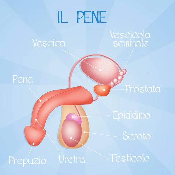 Penisa — Zdjęcie stockowe