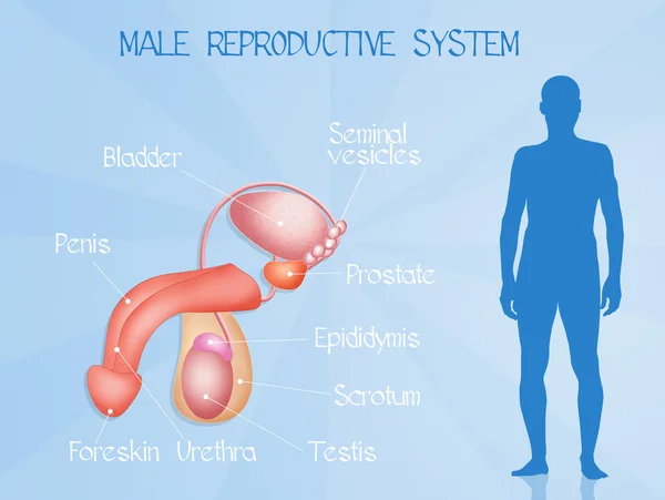 Manligt reproduktionssystem — Stockfoto