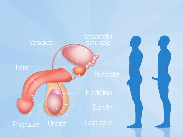 Male reproductive system — Stock Photo, Image