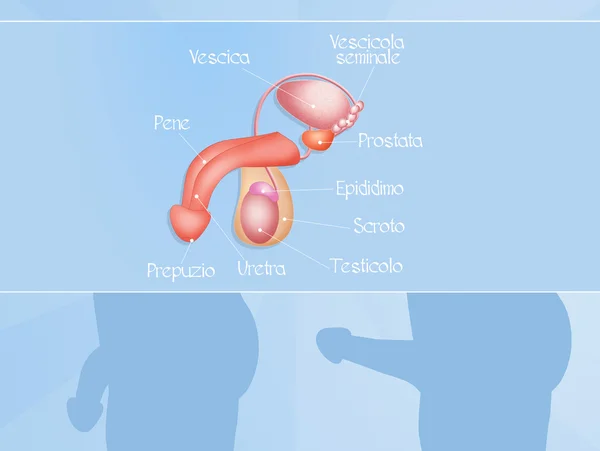 Male reproductive system — Stock Photo, Image