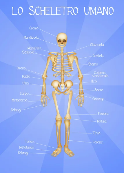 Sistema esquelético humano — Foto de Stock