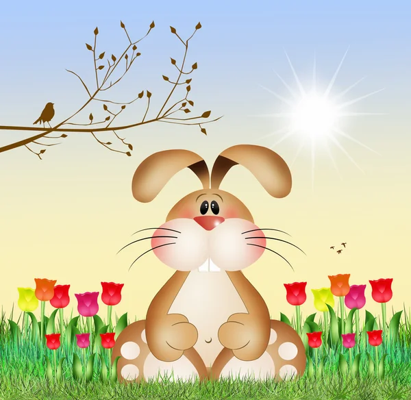 Bunny in the tulips field — Stock Photo, Image