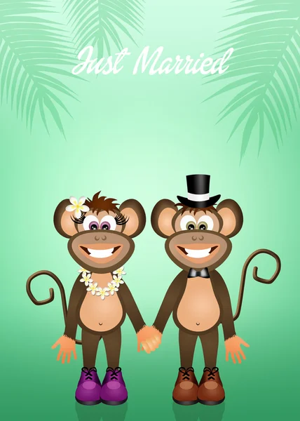 Mariage des singes — Photo