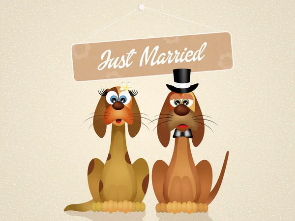 Wedding of dogs — Stock Photo, Image