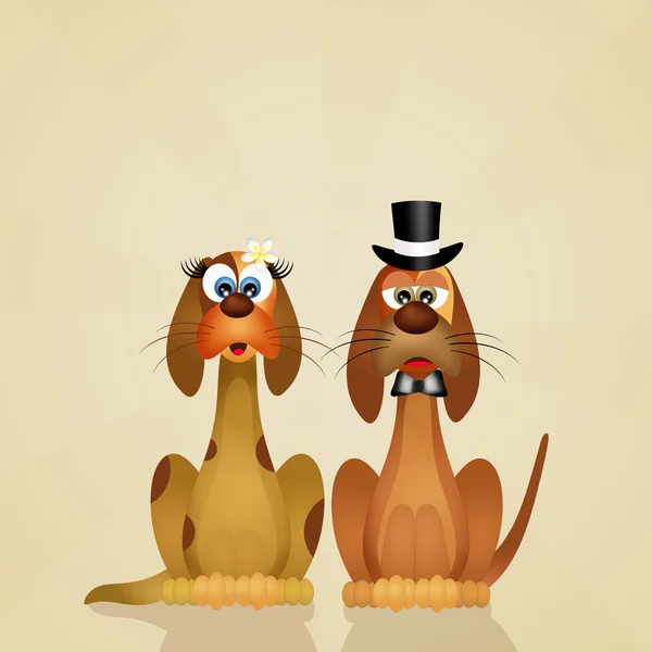 Dogs couple — Stock Photo, Image