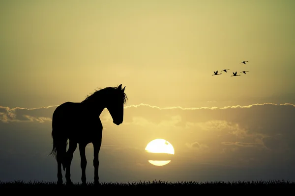 Eenzame paard bij zonsondergang — Stockfoto