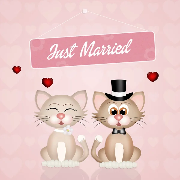 Wedding of cats — Stock Photo, Image