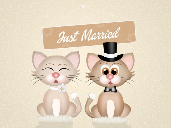 ネコの結婚 — ストック写真