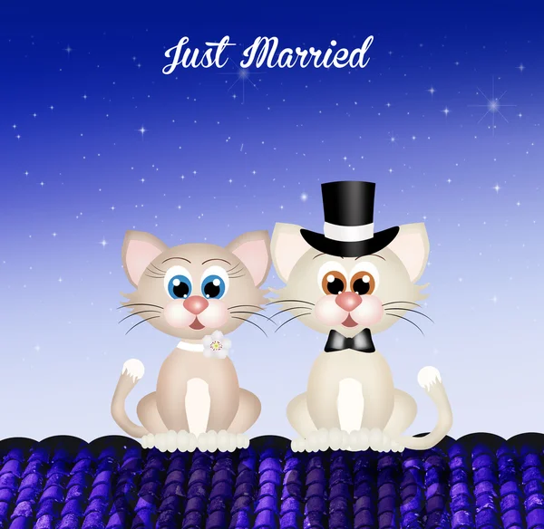Manželství koček — Stock fotografie