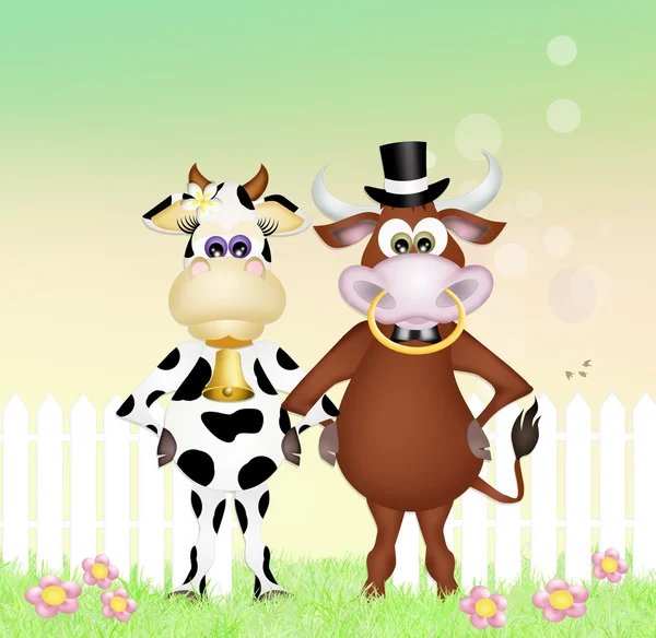 Пара коров — стоковое фото