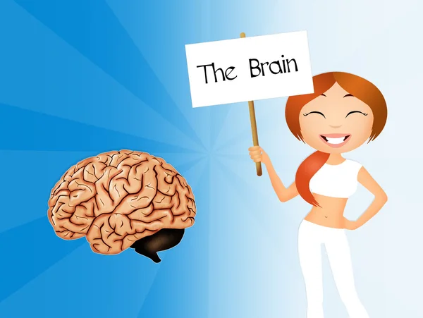 Il cervello. — Foto Stock