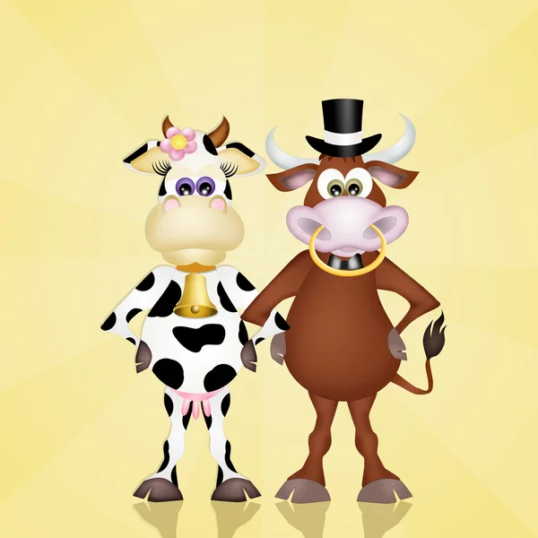 Koeien trouwen — Stockfoto