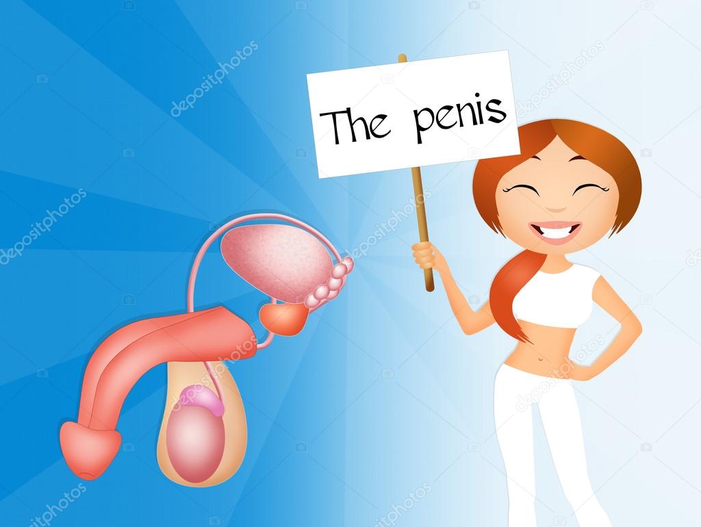 The penis