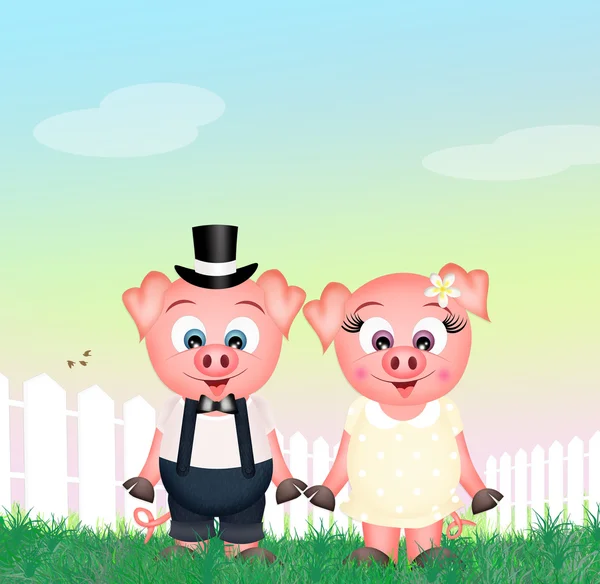 Śmieszne świń — Zdjęcie stockowe