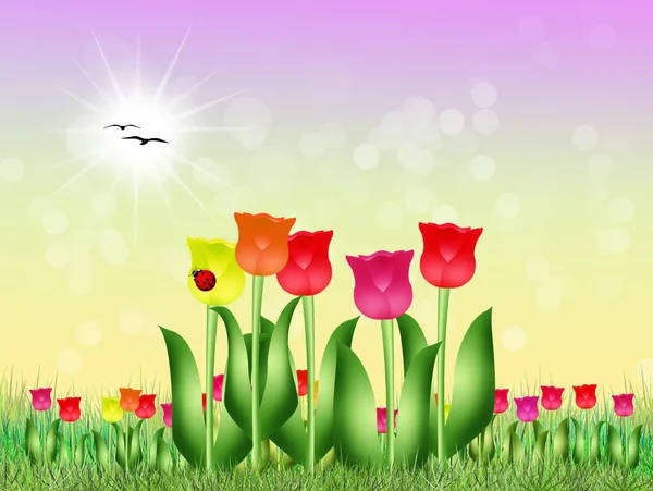 Tulips field in spring — Stock Photo, Image