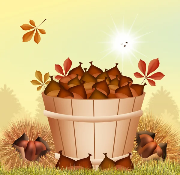 Chestnuts in the bucket — Stock Photo, Image