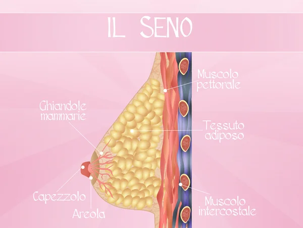 Diagrama mamario — Foto de Stock