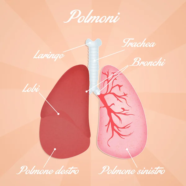 Дихальна система — стокове фото