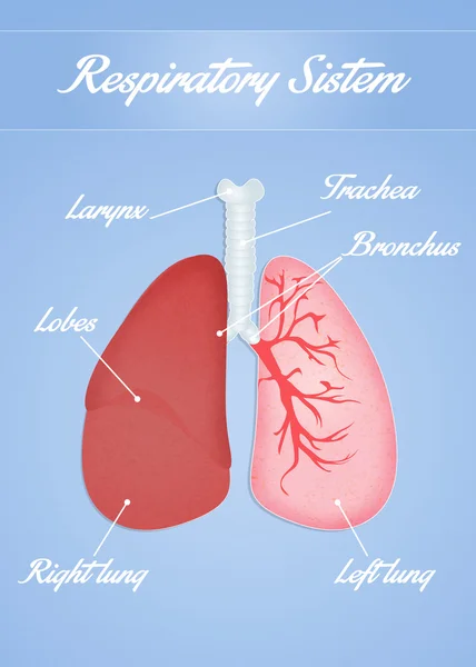 Respiratory system — Stock Photo, Image