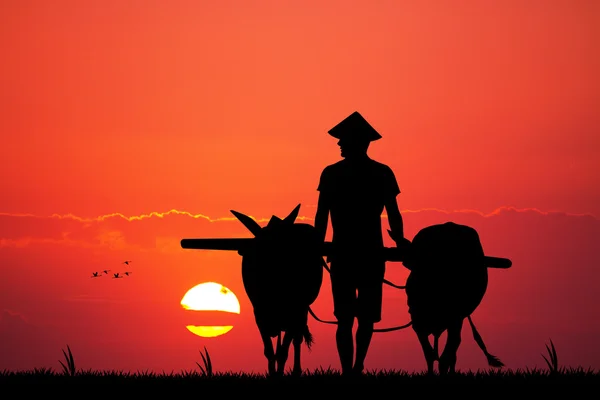 Asian farmer at sunset — Stock Photo, Image