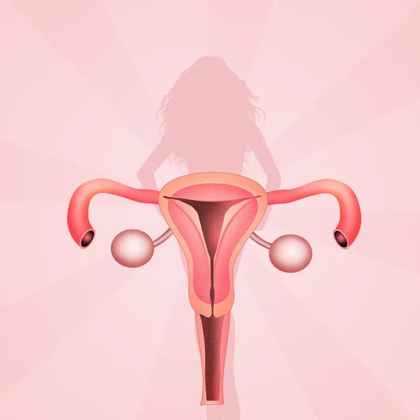 Vagina — Stock Photo, Image