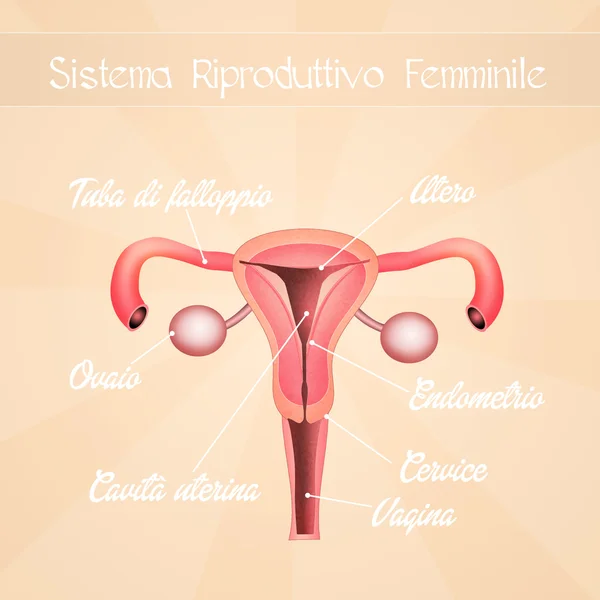 Organele genitale feminine — Fotografie, imagine de stoc